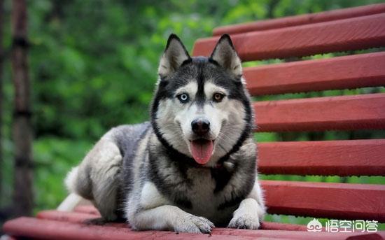 奥达猎犬怎么训练:二哈可以训练成为猎犬吗？为什么？