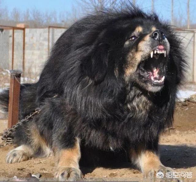 日本土佐犬打架:哪些狗狗脾气不好攻击性又超强？