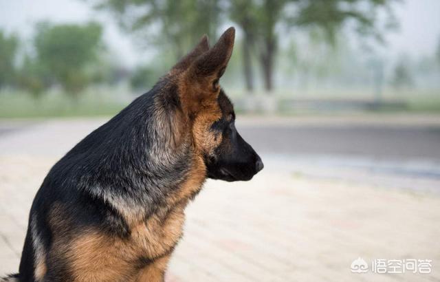 德牧4个月了没有立耳迹象 是什么原因呢 头条问答