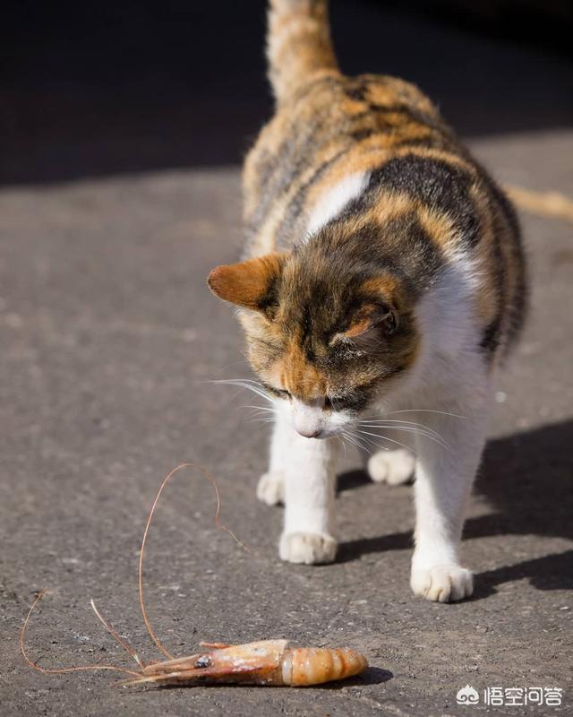 野猫的城市:流浪猫天天上我家吃饭为什么有时候不会来？