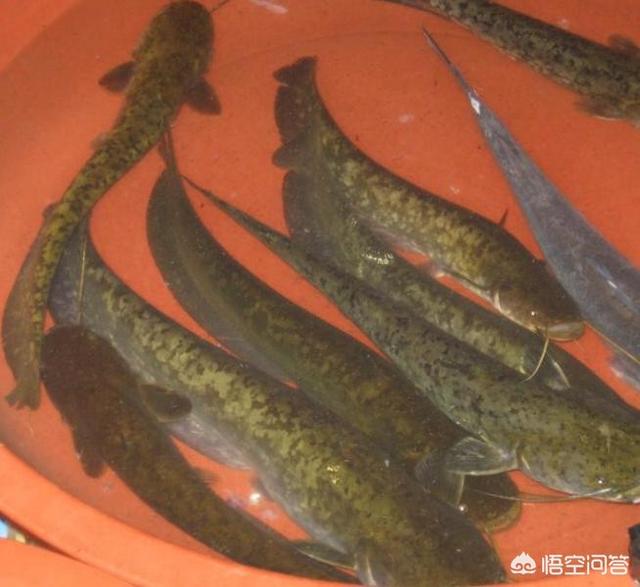 头条问答 吃肉的淡水鱼都有哪些 22个回答