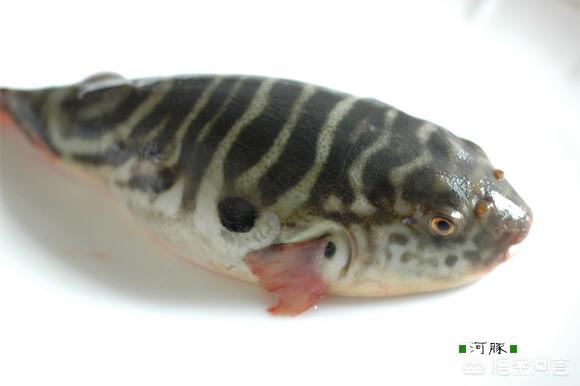 头条问答 河豚身上会有寄生虫吗 14个回答