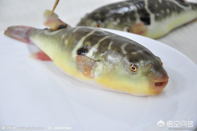 头条问答 河豚身上会有寄生虫吗 14个回答