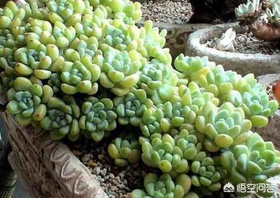 头条问答 多肉植物底部变黄怎么办 2个回答