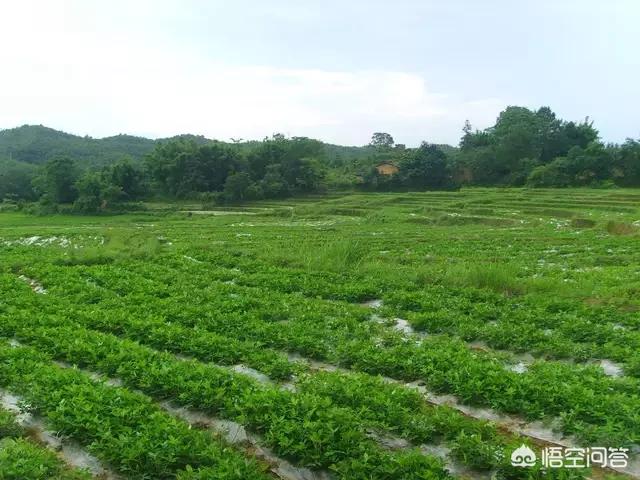 花生黑蚜虫怎么防治:种植黑花生需要注意什么，有哪些关键性的栽培技术？