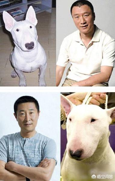 林永健牛头梗图片对比:为什么有些动物被调侃与人撞脸？