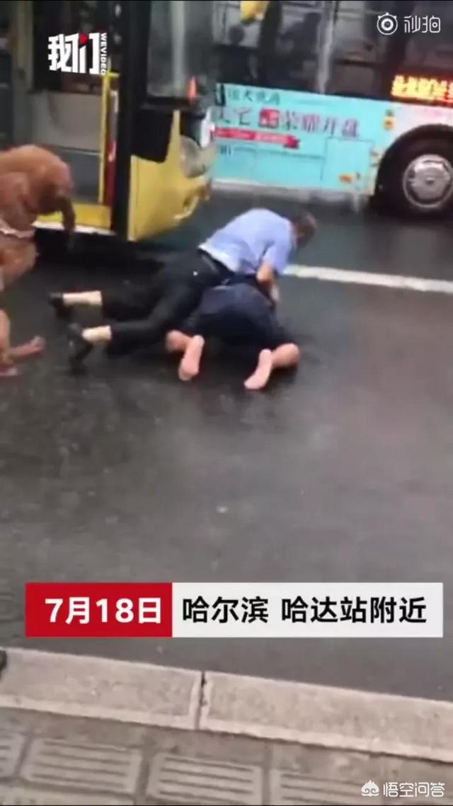 导盲犬乘公交被拒:最近导盲犬被拒上公交现象曝光，你对此怎么看？