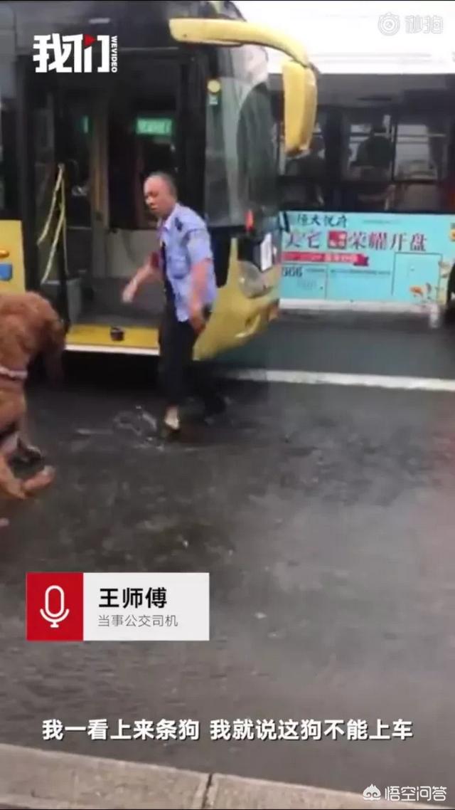 导盲犬乘公交被拒:最近导盲犬被拒上公交现象曝光，你对此怎么看？