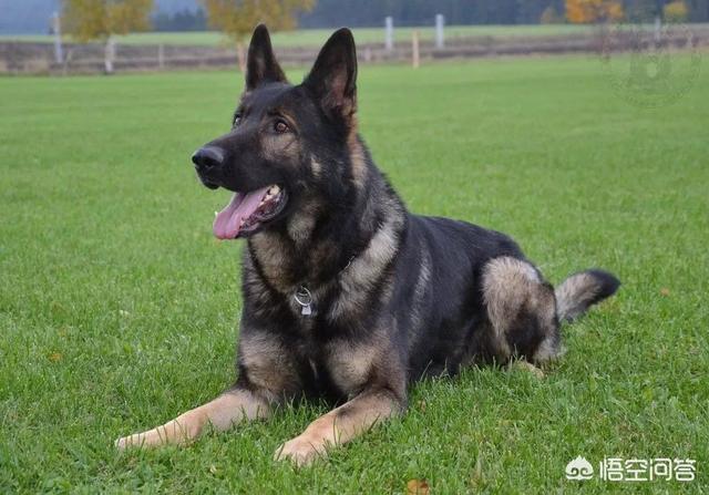 csv德国牧羊犬俱乐部官网苹果手机版:德国牧羊犬幼犬多少钱一只？
