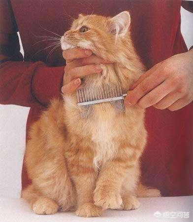 灰色短尾猫:在家里养猫，怎么克服猫毛到处飞的情况？