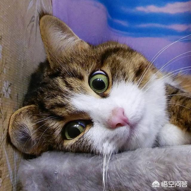 爱睡在一起:为什么猫咪喜欢睡在人头上或身上？