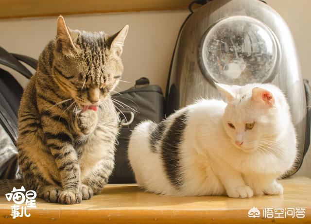 猫咪有约网:家里新来一只猫怎么和旧猫相处？ 猫咪有约网站制作