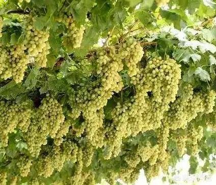 种植阳光玫瑰葡萄的前景如何？