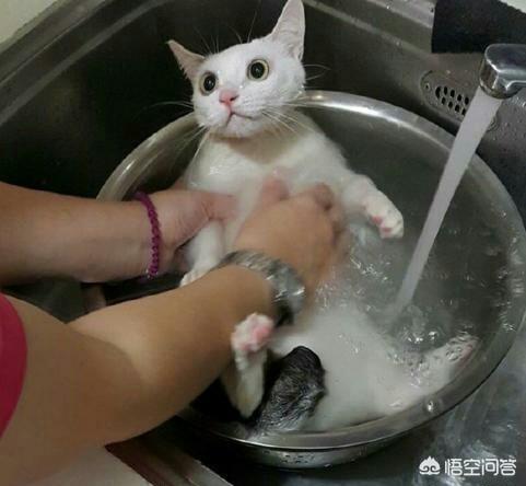 爱洗澡的猫猫:听说猫咪从小培养洗澡的习惯会比较好，该如何培养？