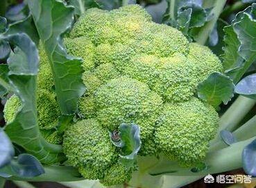 头条问答 种植西兰花的夏播技术主要有哪些 南皇阳农业的回答 0赞