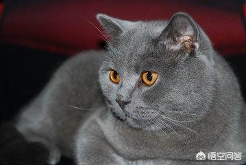 暹罗猫性格跟特点:暹罗猫性格特点及习性 新手养猫，母蓝猫和公暹罗猫，选哪个更合适？为什么？