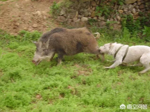 芬兰猎犬的喂食要点:博伊金猎犬怎么养该犬的饲养注意事项？ 芬兰猎犬的优点和缺点