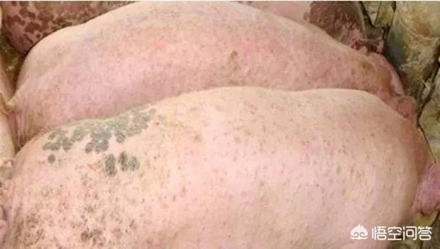 附红体病:生猪屠宰时检出附红体病怎么处理？