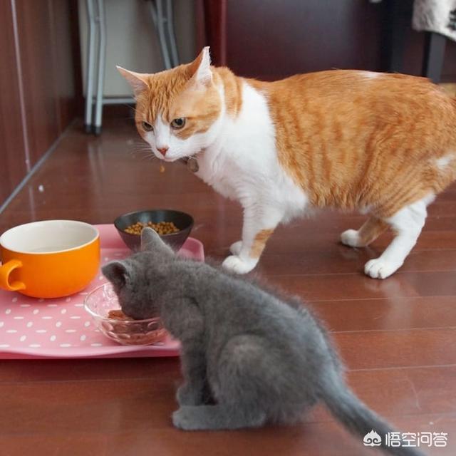 go猫粮的猫不吃:吃了猫粮的猫为什么不愿吃别的东西？是怎么回事？