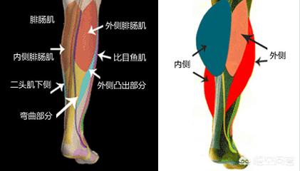 肌肉腿可以抽脂吗:小腿有脂肪又有肌肉，该怎么瘦？