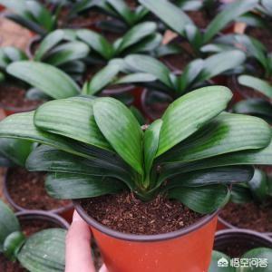 凤尾兰叶子卷边怎么办:竹节海棠的养殖方法和注意事项?叶子卷边怎么办？