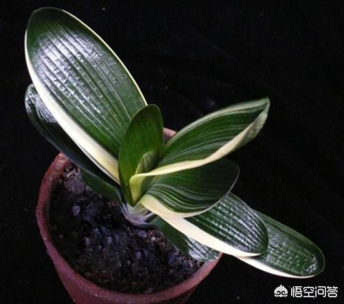 凤尾兰叶子卷边怎么办:竹节海棠的养殖方法和注意事项?叶子卷边怎么办？