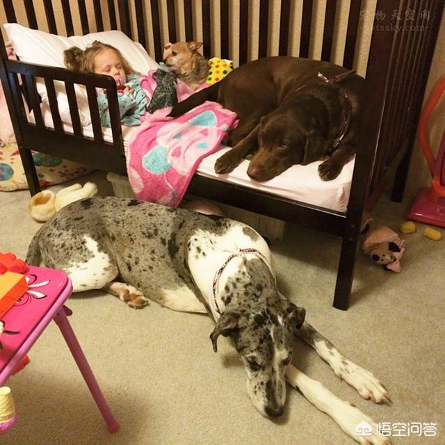 超萌狗狗图片:超萌狗狗图片大全柴犬 你家的狗子都有哪些惊人的睡姿？
