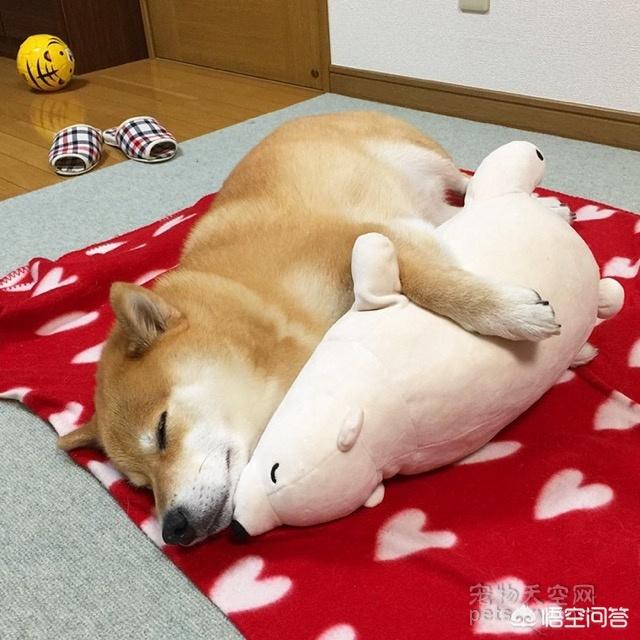 超萌狗狗图片:超萌狗狗图片大全柴犬 你家的狗子都有哪些惊人的睡姿？