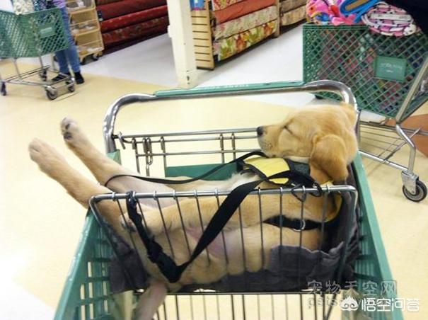 超萌狗狗图片:超萌狗狗图片大全柴犬 你家的狗子都有哪些惊人的睡姿？