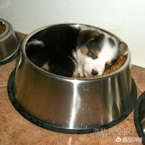 超萌狗狗图片:超萌狗狗图片大全柴犬 你家的狗子都有哪些惊人的睡姿？