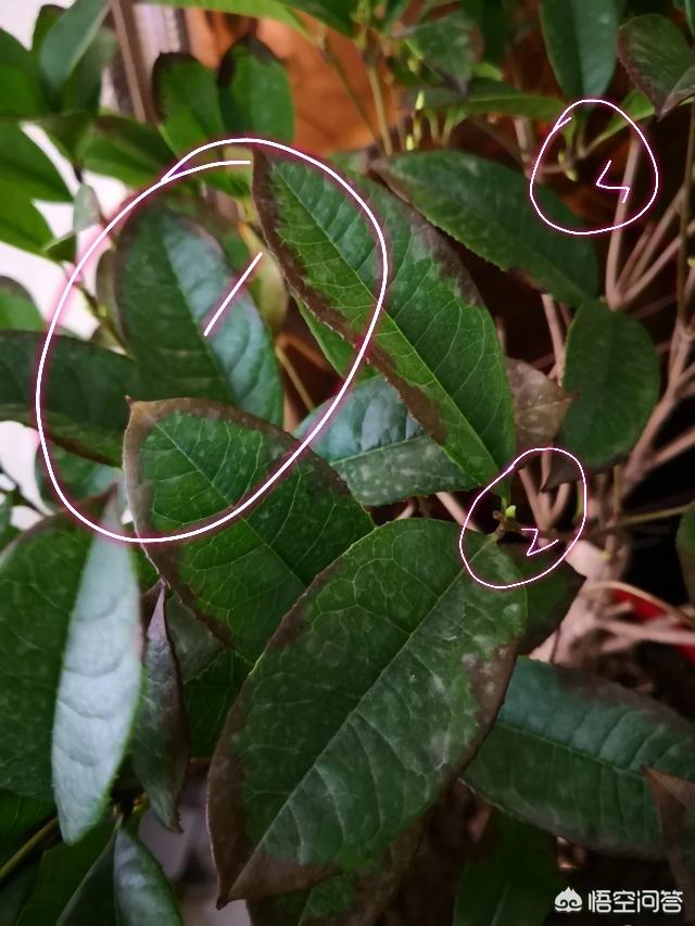 头条问答 - 桂花树叶片发干发,边缘枯萎,新长的嫩叶是皱的,该怎么办?