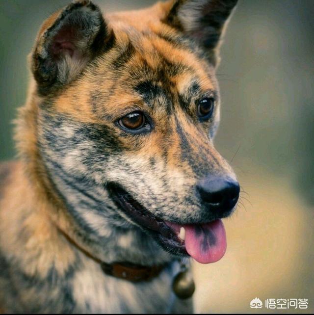 中华田园犬吧:中华田园犬升级为中国唐狗，对此你怎么看？