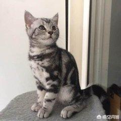 什么猫最好养？