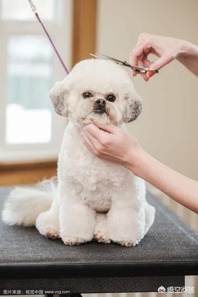 成都宠物美容师培训:远程宠物美容应该怎么学？