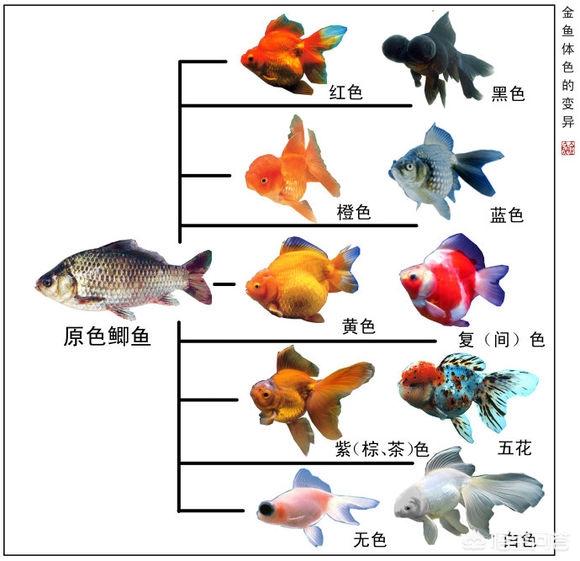 金鱼是鲫鱼杂交的吗，普通金鱼颜色变成白色的了，是怎么回事