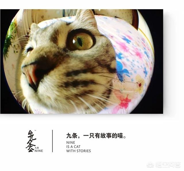 头条问答 如何给猫照出令人惊艳的照片 九条喵生的回答 0赞