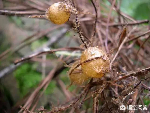 关于蜈蚣草的别名:“地鸡蛋”有什么功效吗？