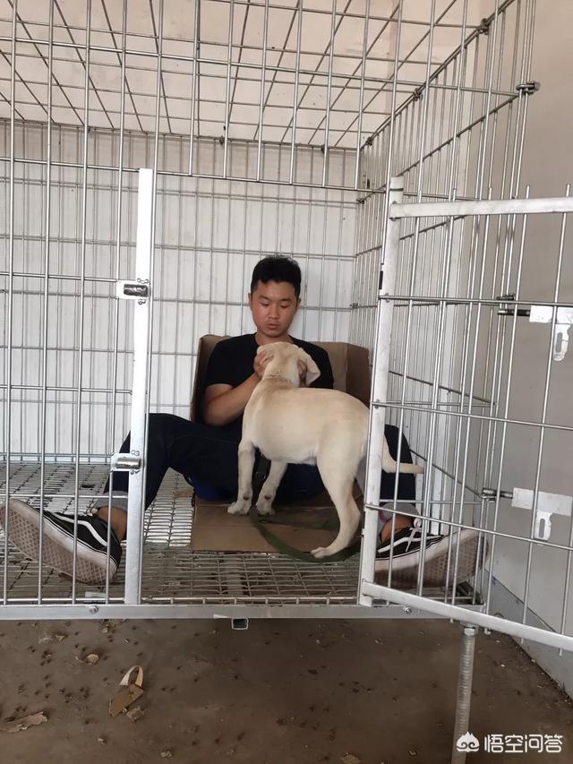 上海浦东新区朵拉训练狗狗:哪里有训练拉布拉多犬的？怎么训练？