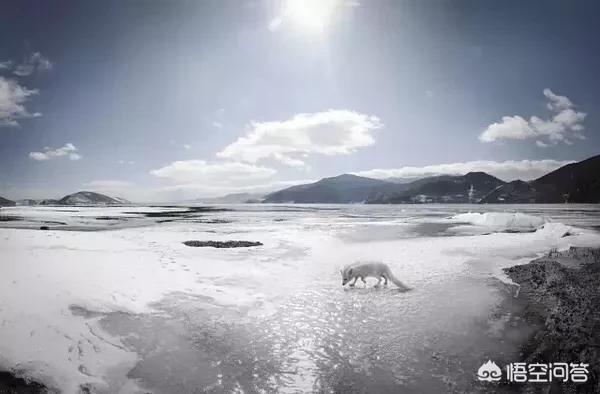 对于《山海经》你了解多少？