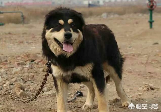 东非猎犬性格好吗:蒙古獒是一种优秀的猎犬吗？为什么？