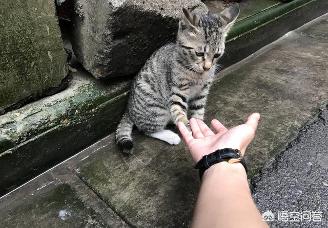 猫在你鞋底下蹭来蹭去是什么意思:我本身不喜欢猫，为什么猫咪见了我总是在我脚边蹭来蹭去？