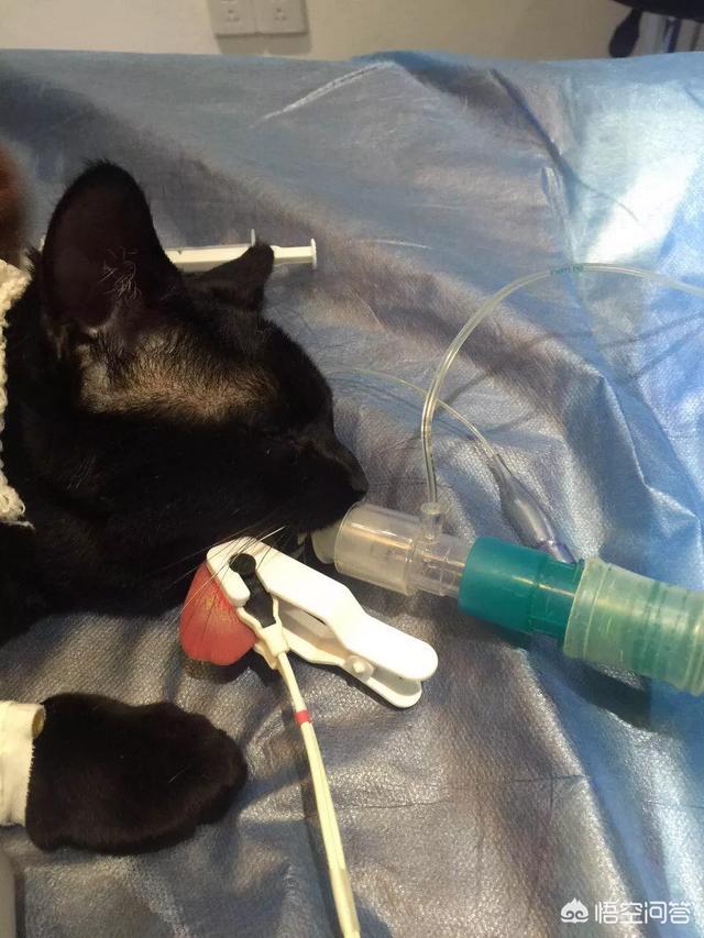 关在家里的猫的猫瘟吗:得了猫瘟的猫咪痊愈回家后需要和家里健康猫隔离多久？