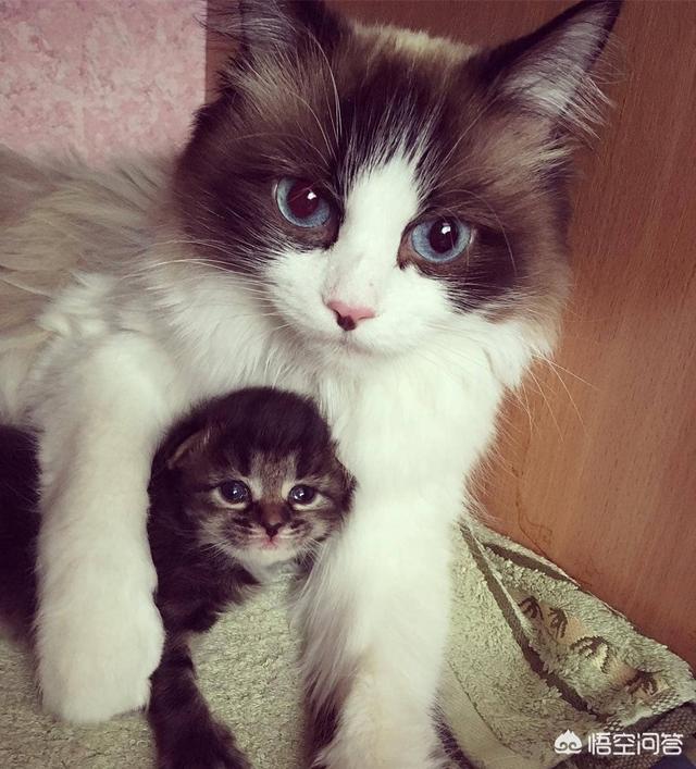 怎么看自己猫咪的品种:如何挑选到一只心仪的宠物猫？