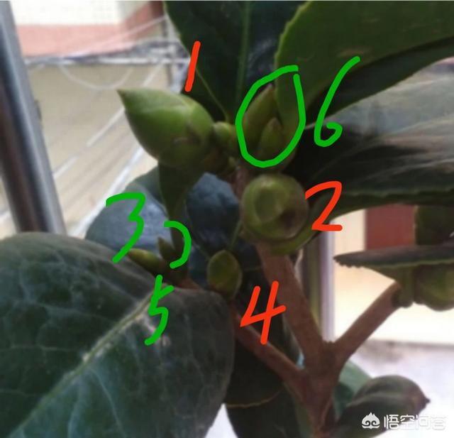 头条问答 茶花的花芽和叶芽怎么区分 养花匠小齐的回答 0赞