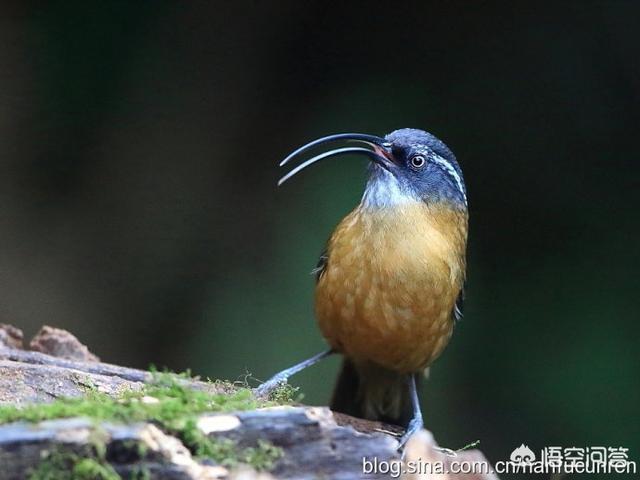 云南观鸟会:怎么去潞江坝百花岭（高黎贡山）观鸟？有什么推荐和建议的？ 云南观鸟视频