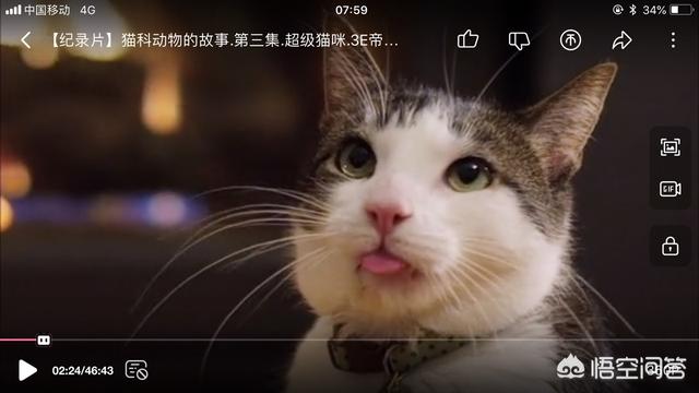 网上吸猫什么意思啊:为什么很多人喜欢吸猫啊？