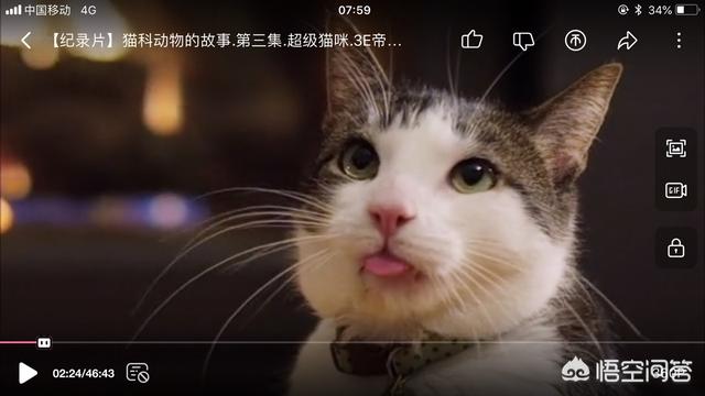 云吸猫是啥意思是什么:为什么有那么多人云养猫？