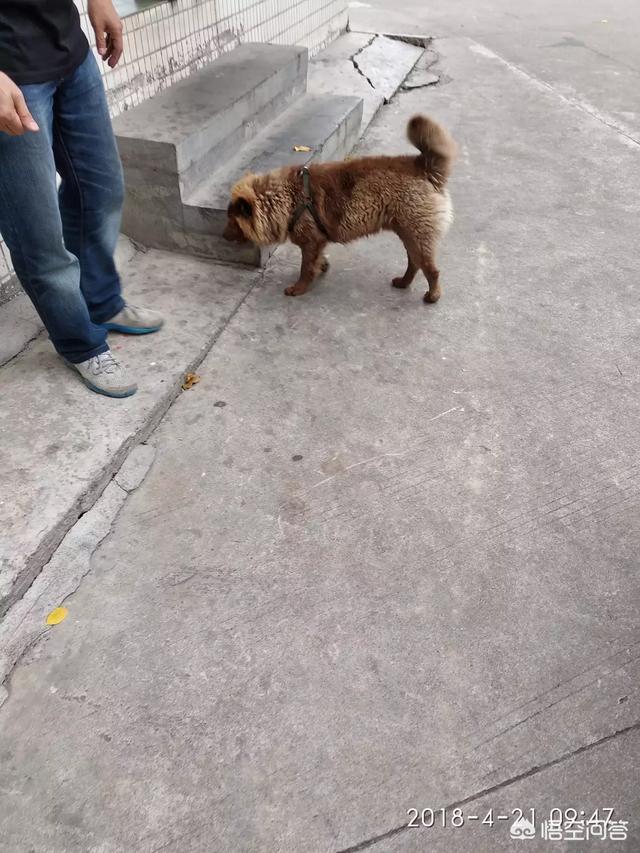 南京皇朝博美犬舍:南京哪有适合狗狗游泳的地方？