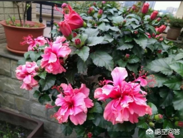 头条问答 一棵扶桑怎样开出两种形状的花 5个回答