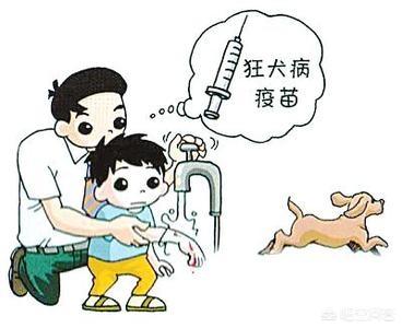 狂犬疫苗注射时间:狂犬疫苗的最佳免疫时间？